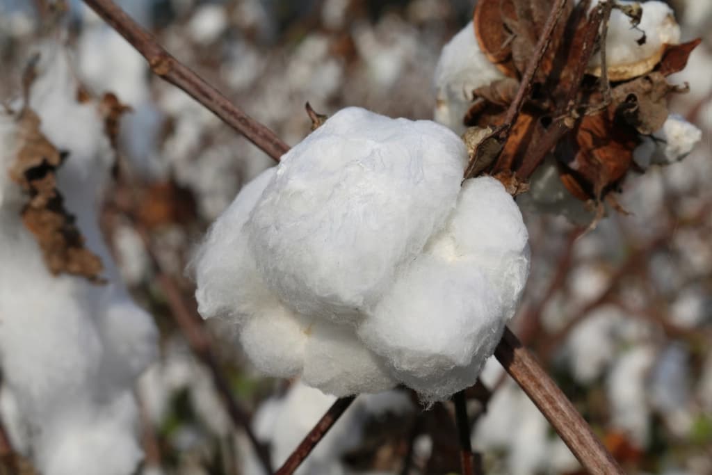 Close-up of cotton fabric